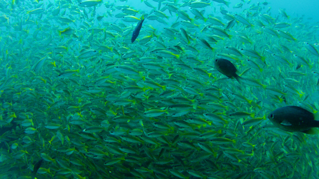 Schools-of-Fish-Fins-to-Spurs-Diving-in-Ao-Nang-Thailand
