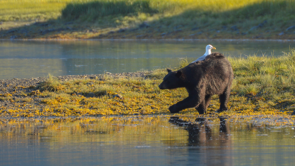 Black bear, Work in Alaska, 11 Jobs that Pay You to Travel, Fins to Spurs, Kenai Fjords