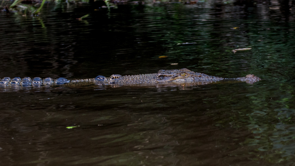 Crocodile, Kinabatangan River, Borneo, Malaysia, Fins to Spurs, Go to Borneo
