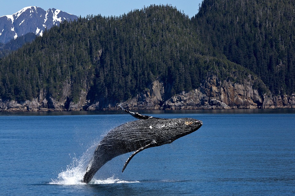 Fins to Spurs, Humpback Whale, Alaska