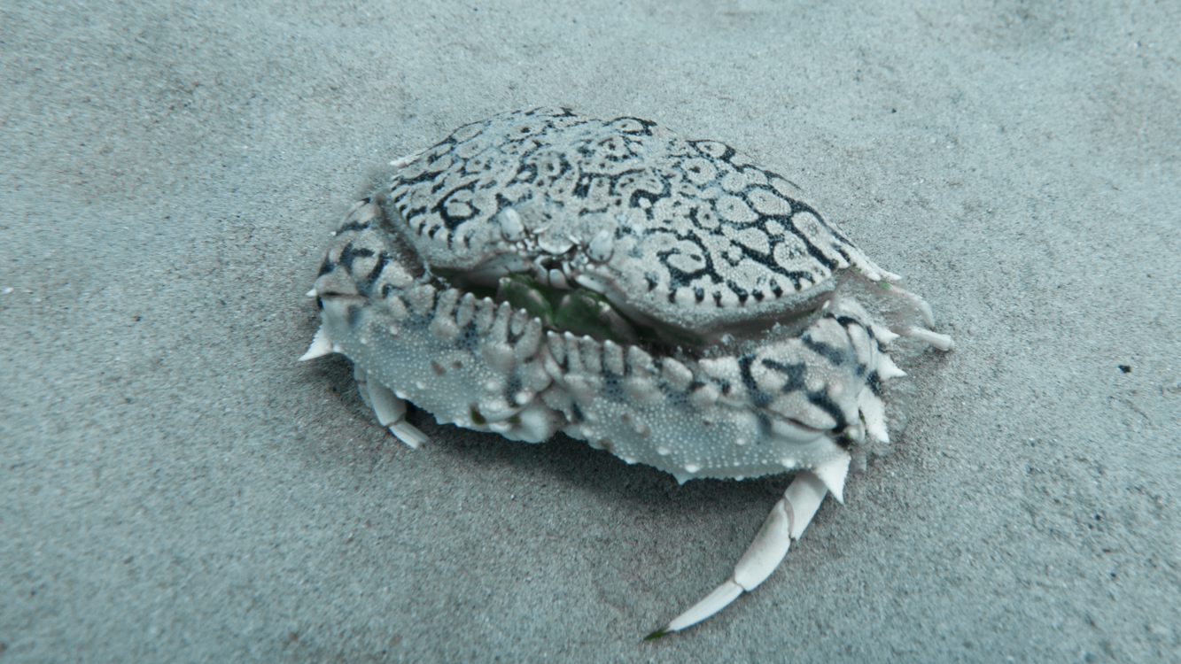 shame-faced-crab-ocean-cleanup-bonaire-fins-to-spurs