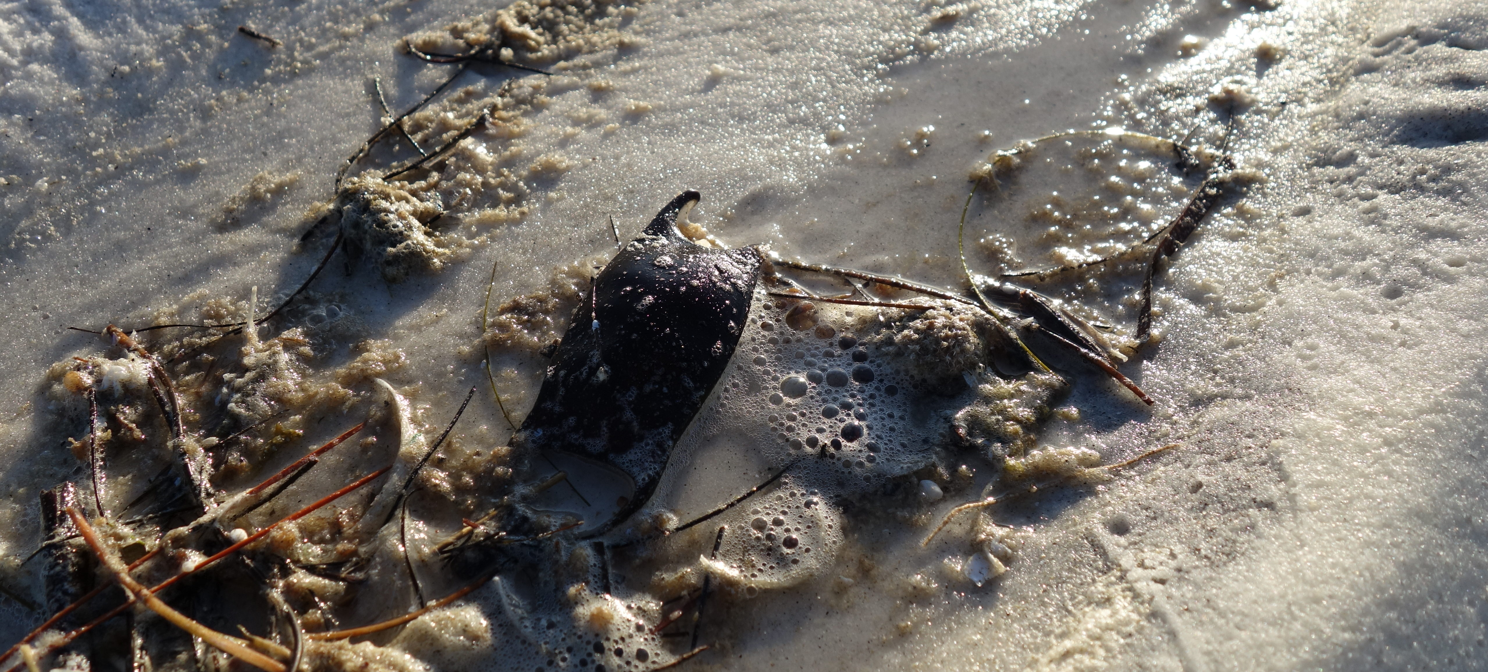mermaid's purse, Topsail Hill Preserve, Fins to Spurs, #GetYourFinsOn